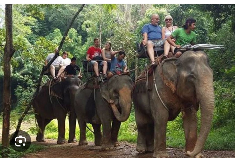 Elephant riding to see nature