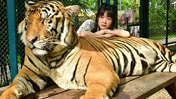 Take a photo with a tiger