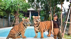 Take a photo with a tiger